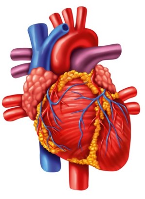 сердце, кардиохирургия в израиле